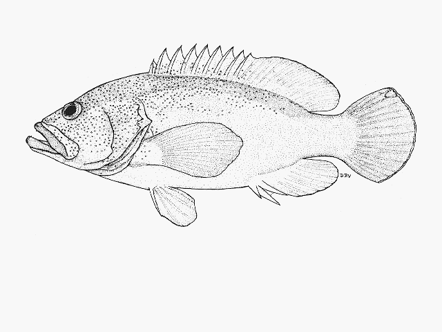 Cephalopholis aurantia