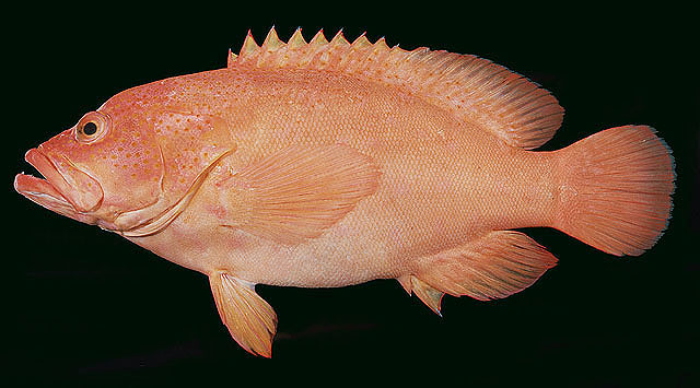 Cephalopholis aurantia