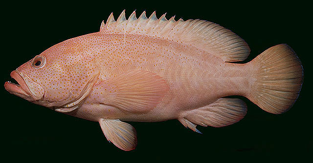 Cephalopholis aurantia