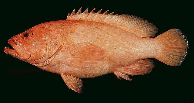 Cephalopholis aurantia