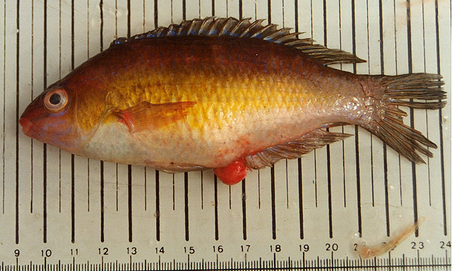 Centrolabrus exoletus