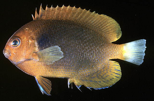 Centropyge fisheri