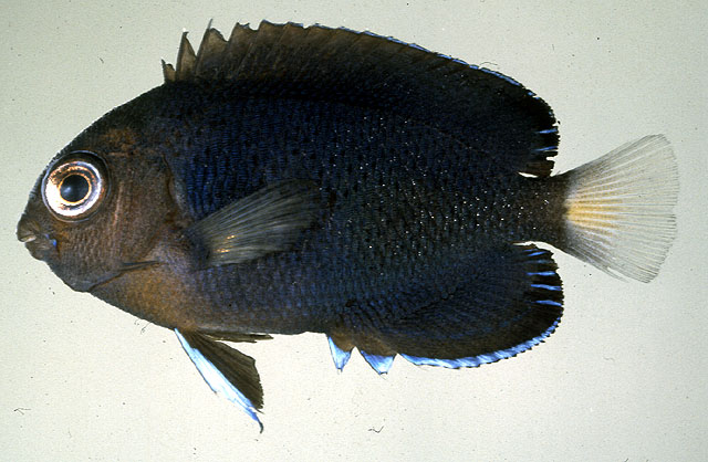 Centropyge fisheri