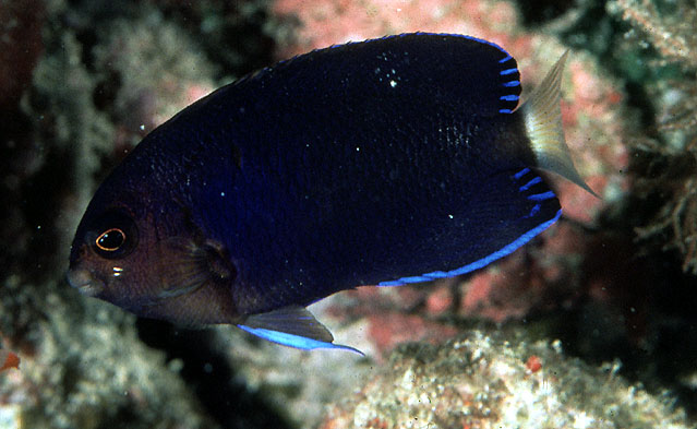 Centropyge fisheri