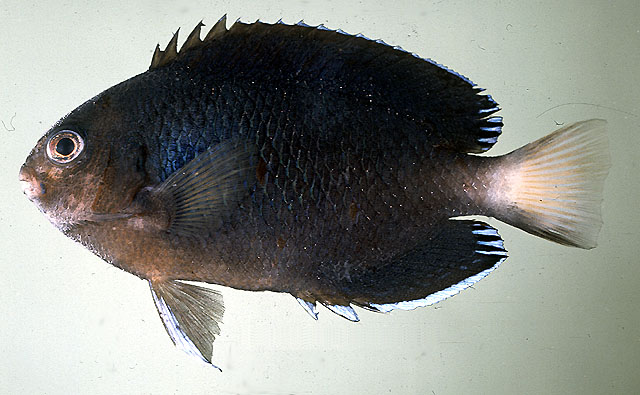 Centropyge fisheri