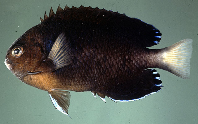 Centropyge fisheri