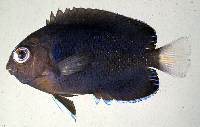 Centropyge fisheri