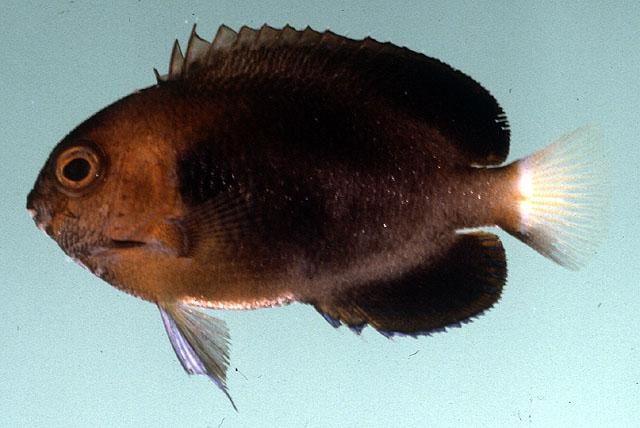 Centropyge fisheri