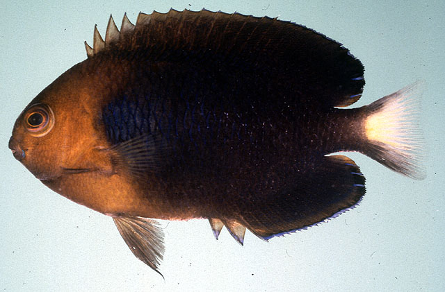 Centropyge fisheri