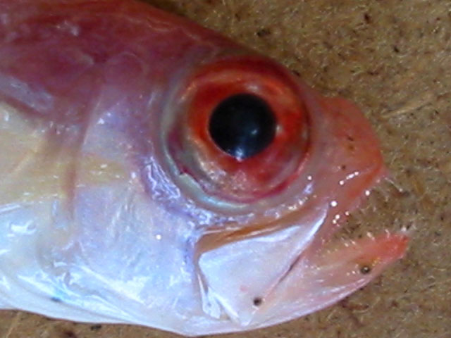 Cemac_u7.jpg