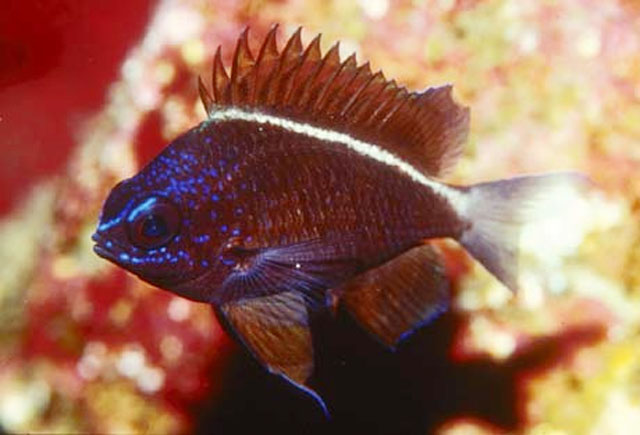 Chromis alta