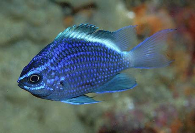 Chromis alta