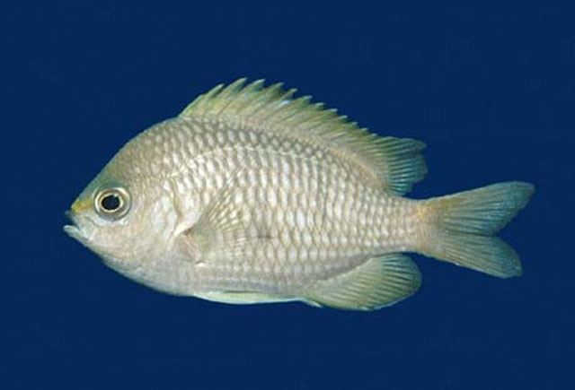 Chromis alta