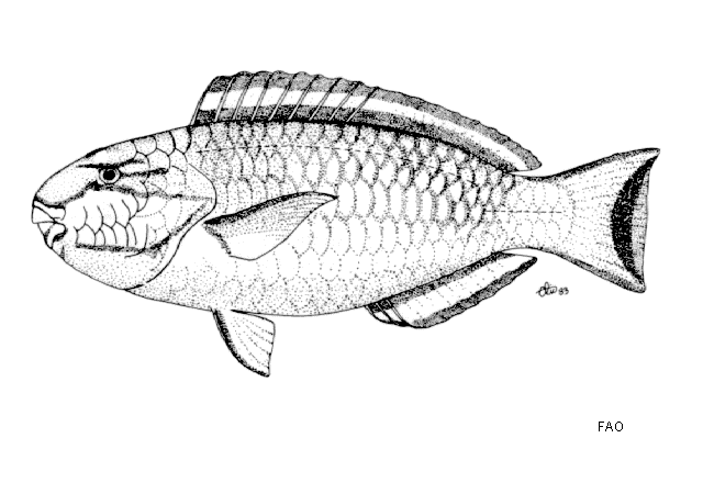 Chlorurus atrilunula