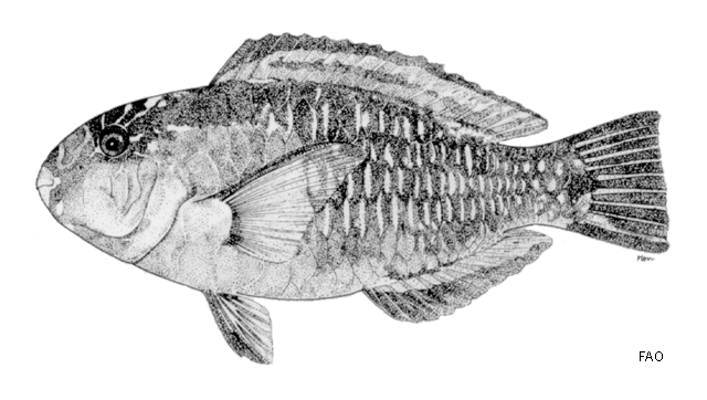 Chlorurus bowersi