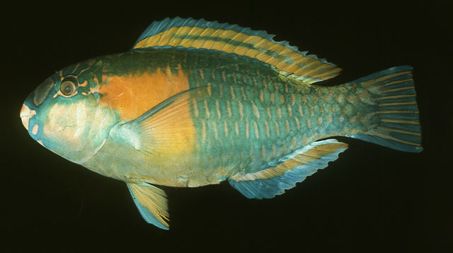 Chlorurus bowersi