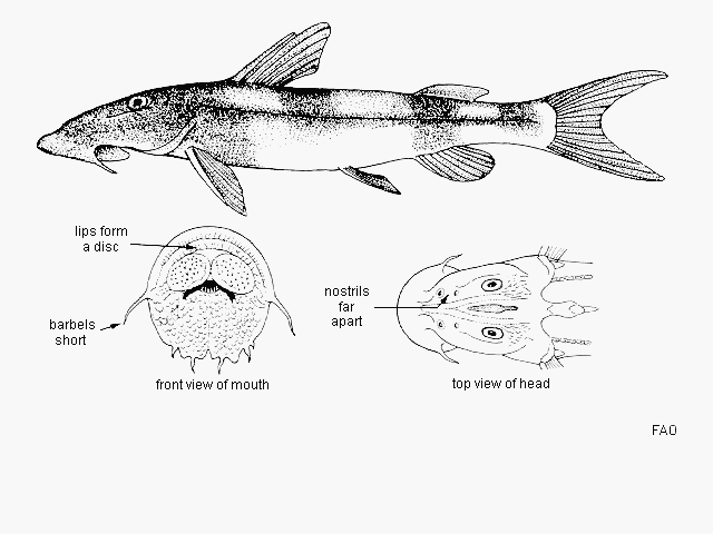 Chiloglanis brevibarbis