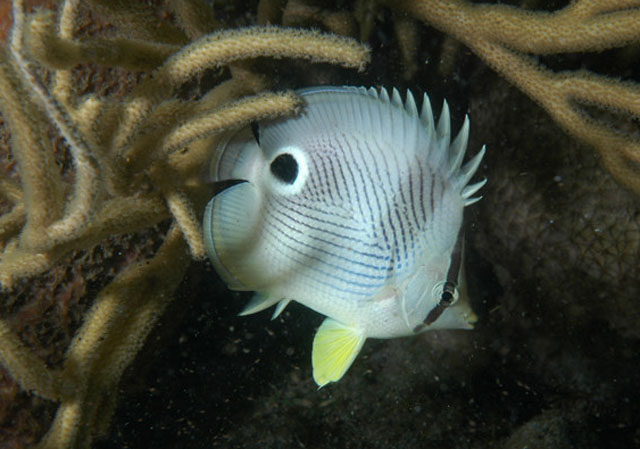 Chaetodon capistratus