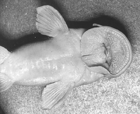 Chiloglanis congicus