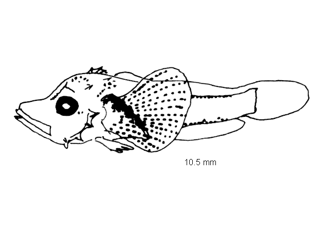 Chelidonichthys cuculus