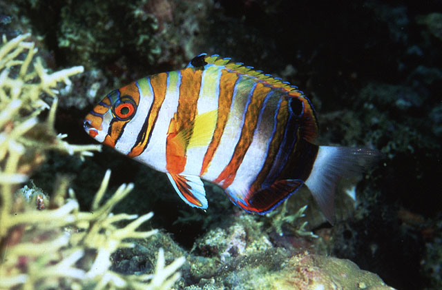 Choerodon fasciatus