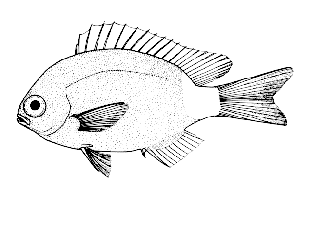 Chromis flavicauda