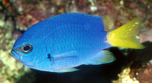 Chromis flavicauda