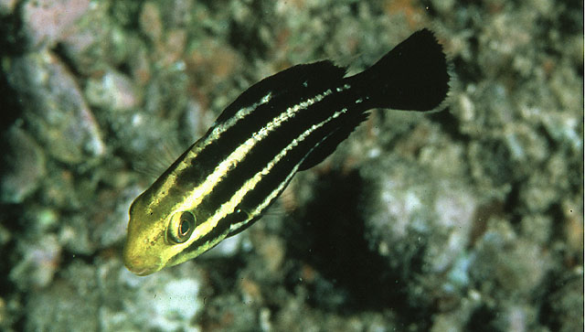 Chlorurus gibbus