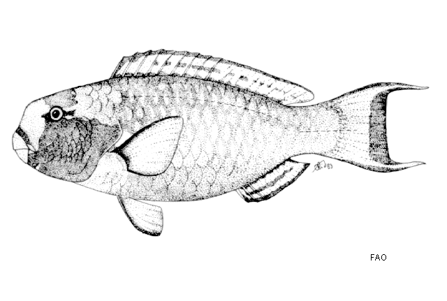 Chlorurus gibbus