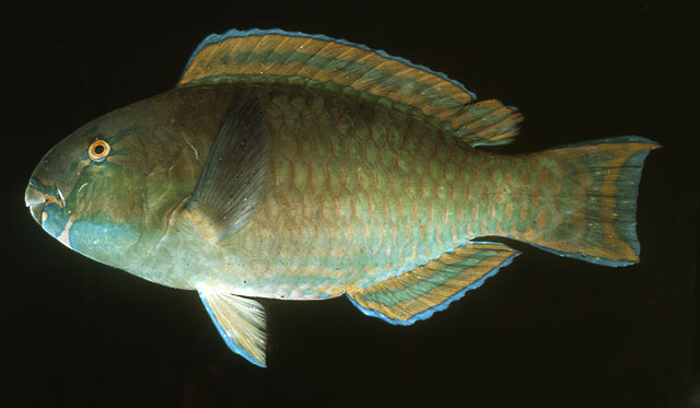 Chlorurus gibbus