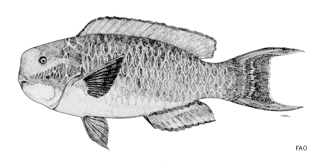 Chlorurus gibbus