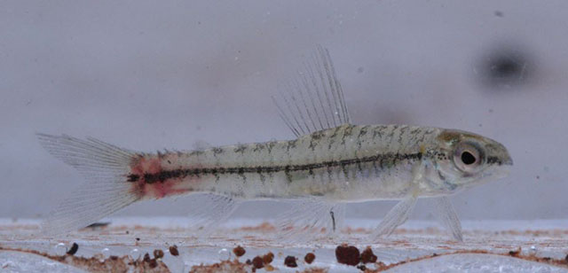 Characidium heinianum