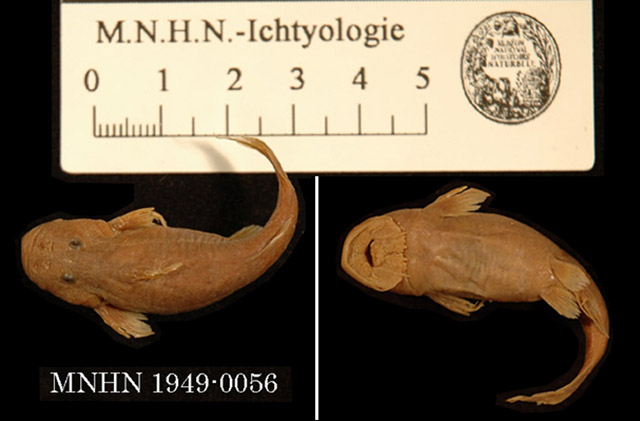 Chiloglanis lamottei