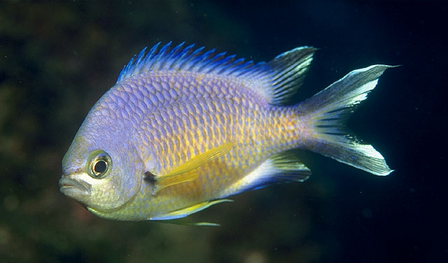 Chromis limbata