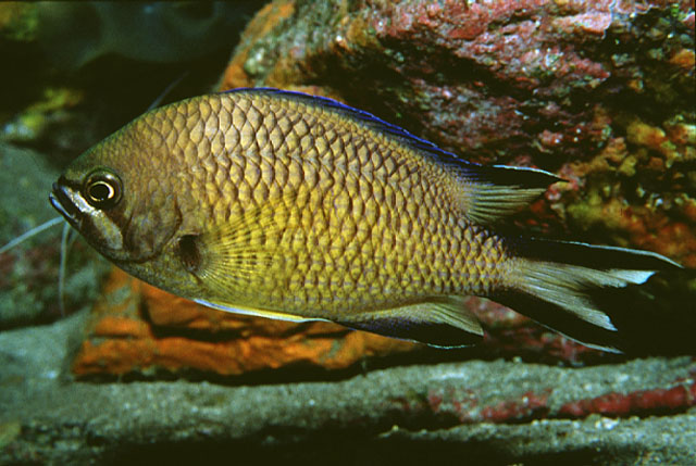 Chromis limbata