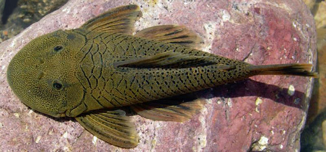 Chaetostoma lineopunctatum