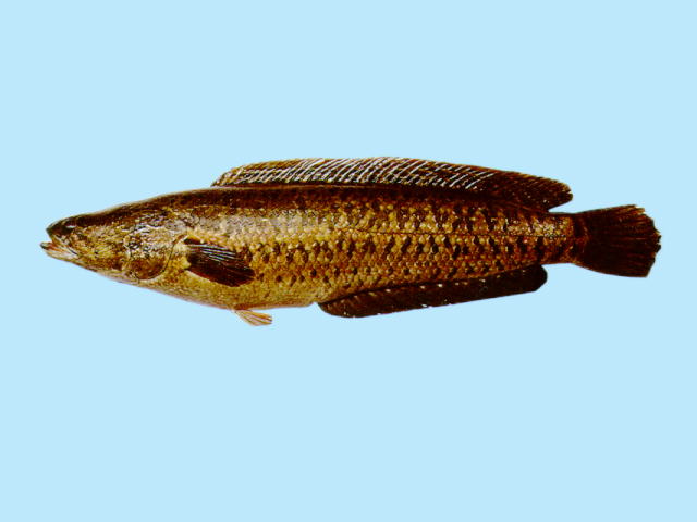 Channa maculata