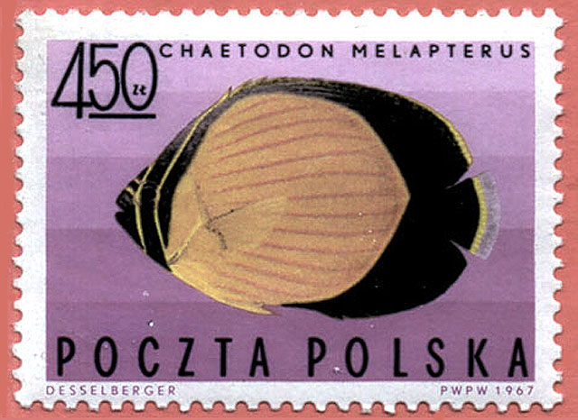 Chaetodon melapterus