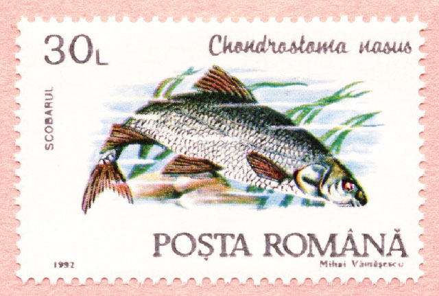 Chondrostoma nasus