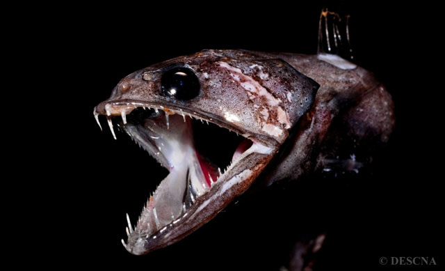 Chiasmodon niger