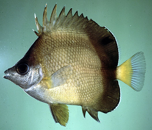Chaetodon nippon