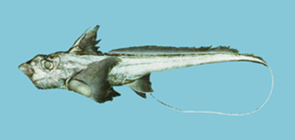 Chimaera phantasma