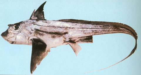 Chimaera phantasma