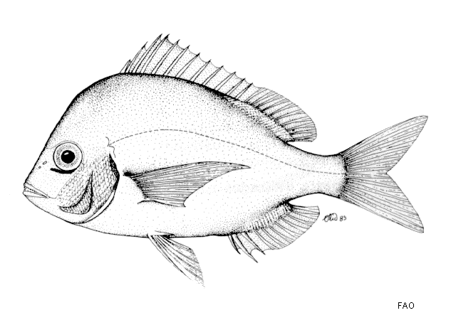 Chrysoblephus puniceus