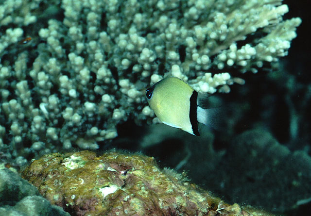 Chromis retrofasciata