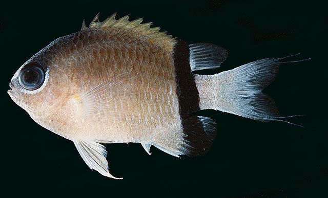 Chromis retrofasciata