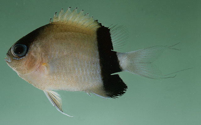 Chromis retrofasciata