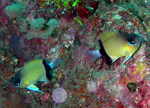 Chromis retrofasciata