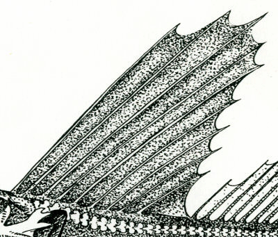 Channichthys rugosus