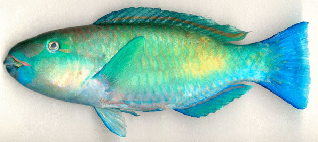 Chlorurus spilurus